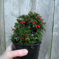 Thyme Leaf Cotoneaster - Cotoneaster microphylla 'Thymifolius'