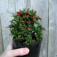 Thyme Leaf Cotoneaster - Cotoneaster microphylla 'Thymifolius'