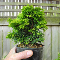 Verdoni Hinoki Cypress - Chameacyparis obtusa 'Verdoni'