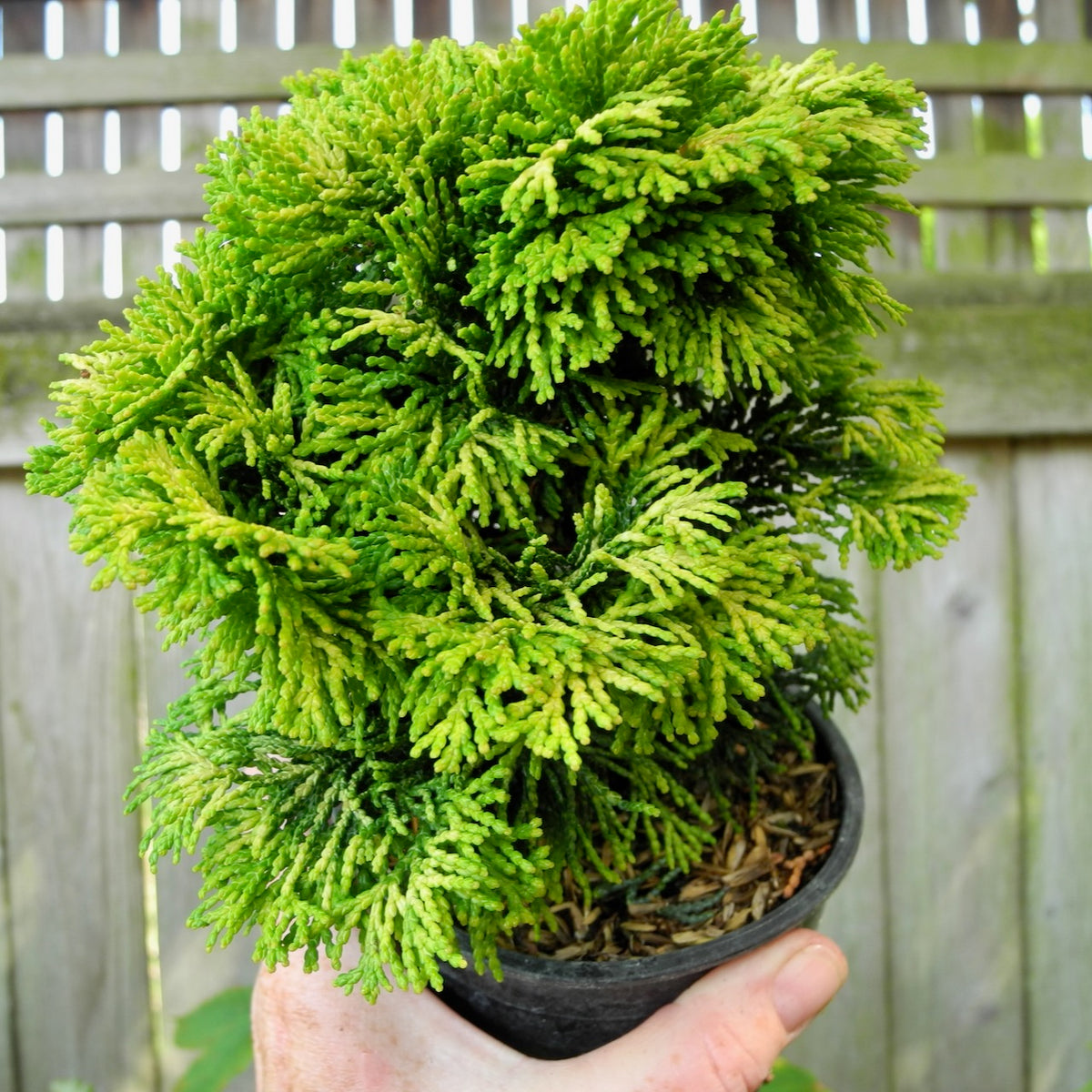 Verdoni Hinoki Cypress - Chameacyparis obtusa 'Verdoni'