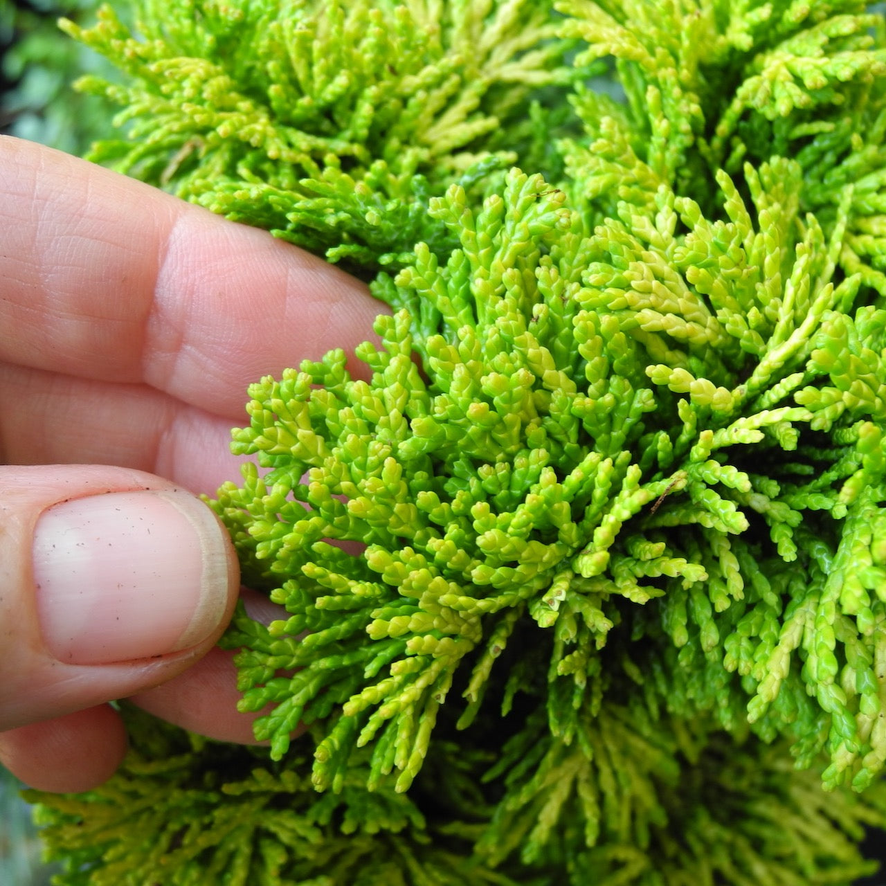 Verdoni Hinoki Cypress - Chameacyparis obtusa 'Verdoni'