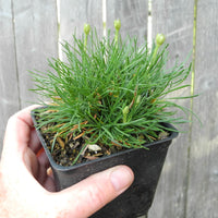 Morning Star White Seathrift - Armeria 'Alba'