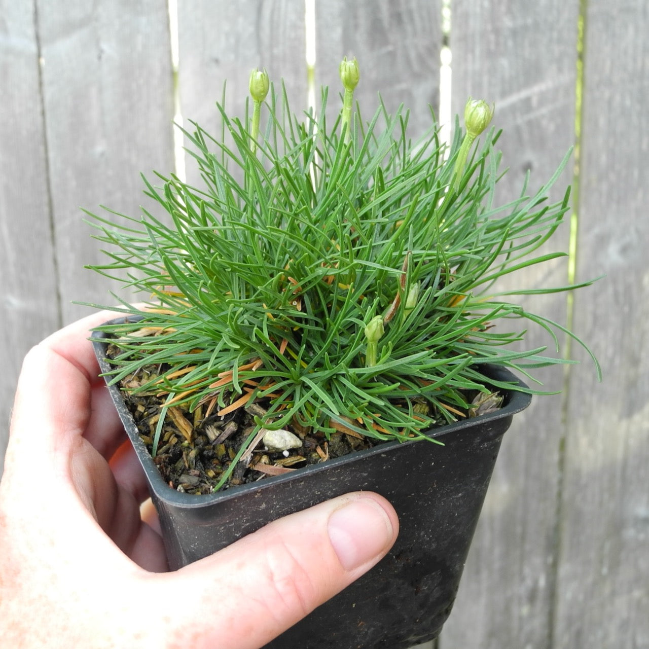Morning Star White Seathrift - Armeria 'Alba'
