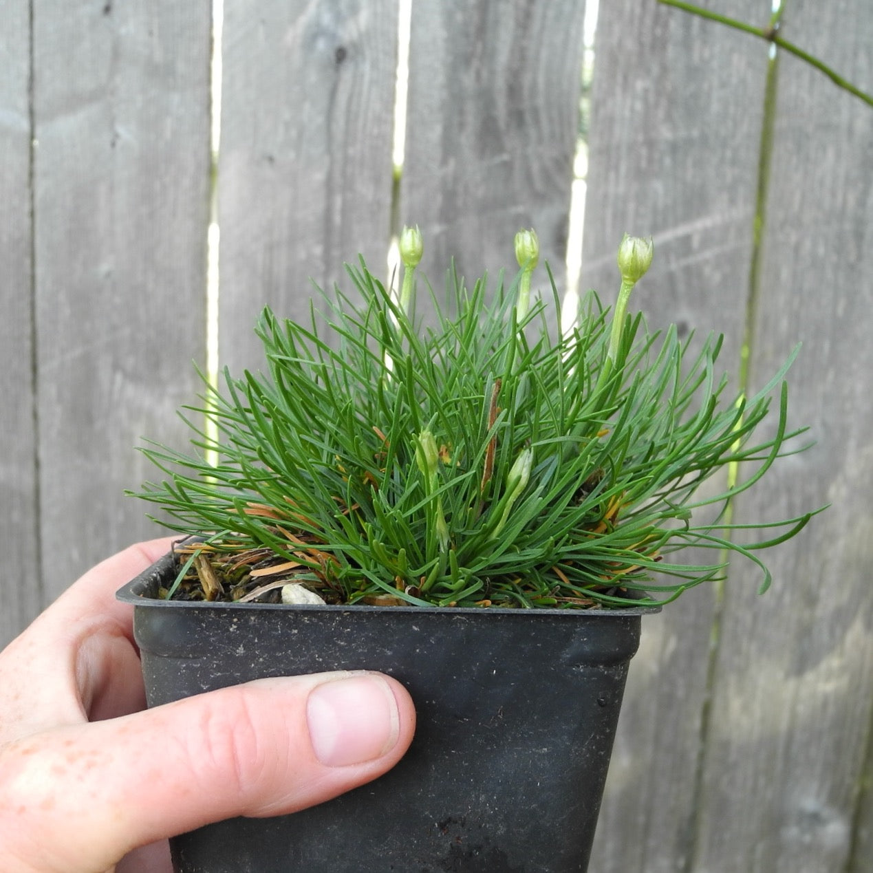 Morning Star White Seathrift - Armeria 'Alba'