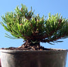 Mitsch Mini Dwarf Mugo Pine - Pre-Bonsai - Pinus mugo 'Mitsch Mini'