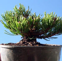 Mitsch Mini Dwarf Mugo Pine - Pre-Bonsai - Pinus mugo 'Mitsch Mini'