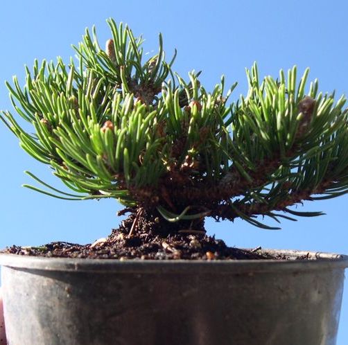 Mitsch Mini Dwarf Mugo Pine - Pre-Bonsai - Pinus mugo 'Mitsch Mini'