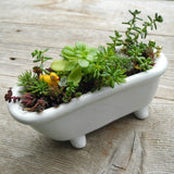 Miniature Bathtub Garden Kit with Duckie, Sedum Cuttings, Soil