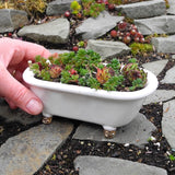 Miniature Bathtub Garden Kit