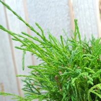 Angel Hair Threadbranch Cypress - Chamaecyparis pisifera 'Angel Hair'