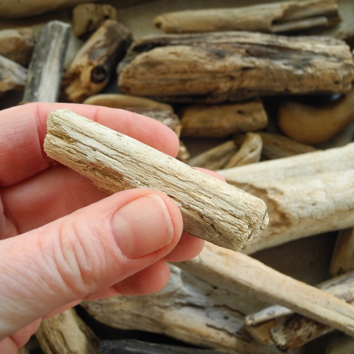 Real Driftwood Logs, Set of 3, Choose Your Scale