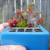 Miniature Driftwood Stump - Small