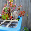 Miniature Driftwood Stump - Small