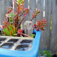Miniature Driftwood Stump - Small