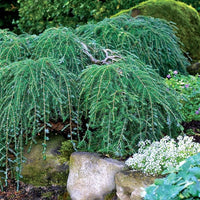 Cole's Prostrate Canada Hemlock - Tsuga canadensis 'Cole's Prostrate'