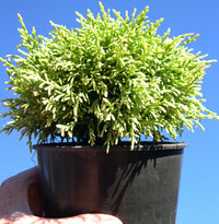 White Pygmy Sawara Cypress - Chameacyparis pisifera 'White Pygmy'
