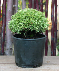 White Pygmy Sawara Cypress - Chameacyparis pisifera 'White Pygmy'