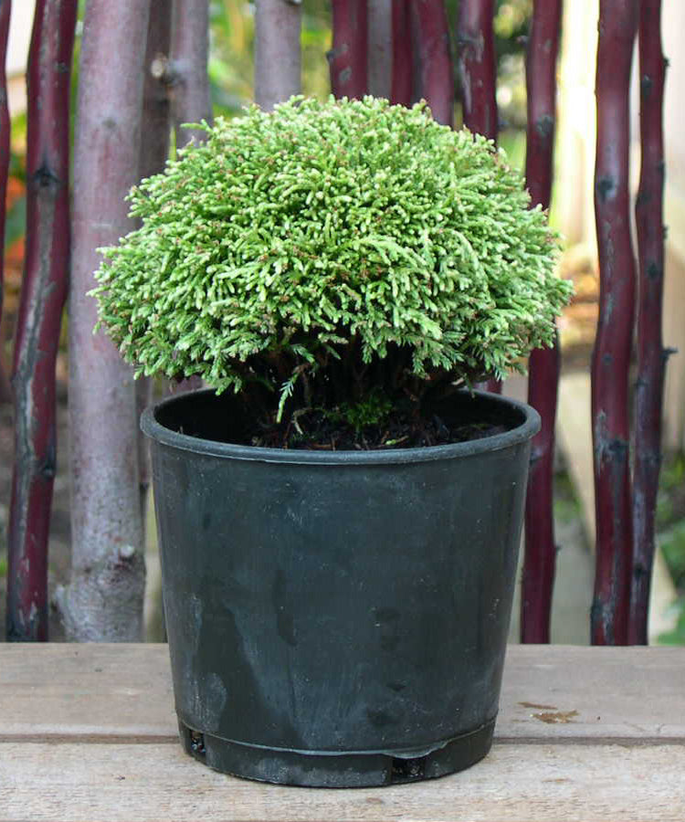White Pygmy Sawara Cypress - Chameacyparis pisifera 'White Pygmy'
